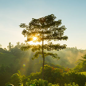 Floresta