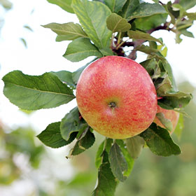 Frutas