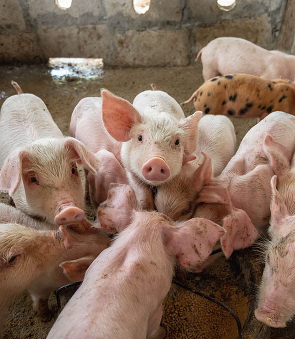 Seguro de Animais e Pecuário